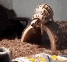 turtle-struggle.gif