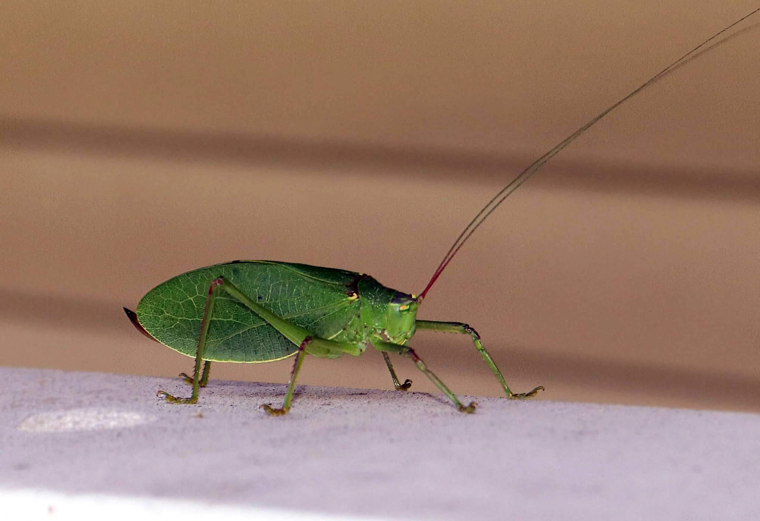 katydid 9.8.22b.jpg