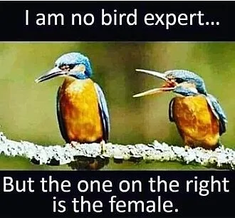 bird.webp