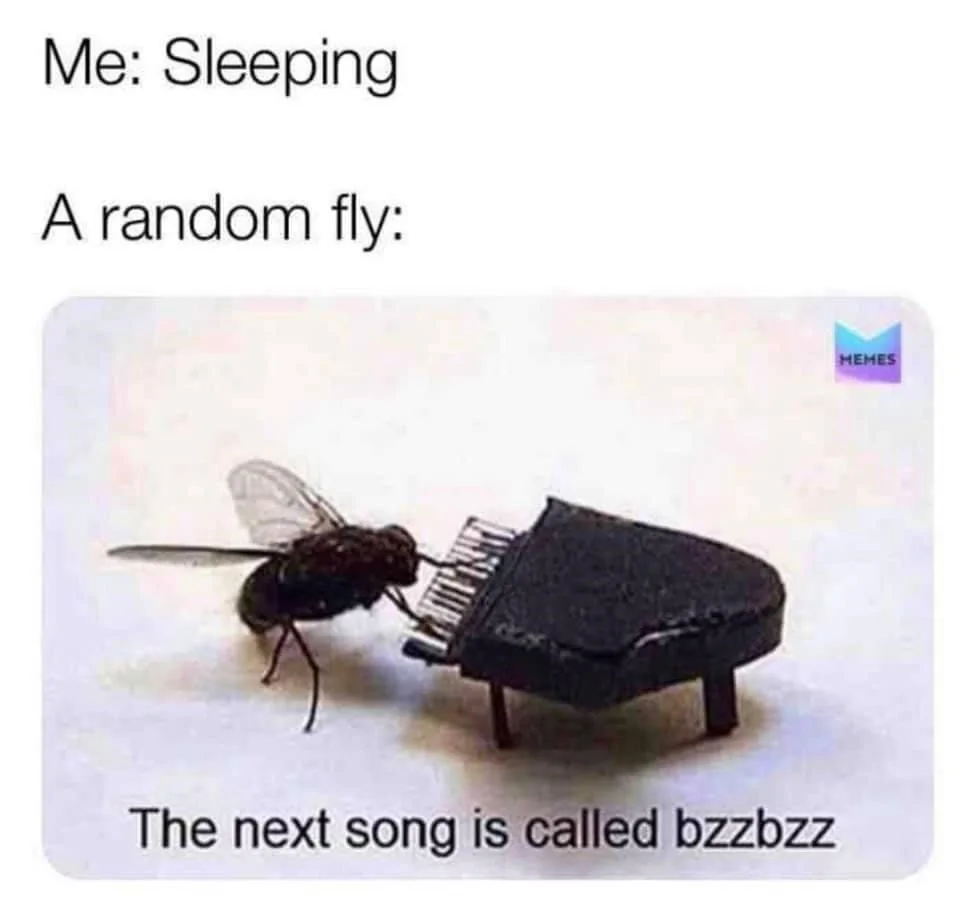 funny-meme-about-how-flies-mess-up-your-sleeping.jpeg