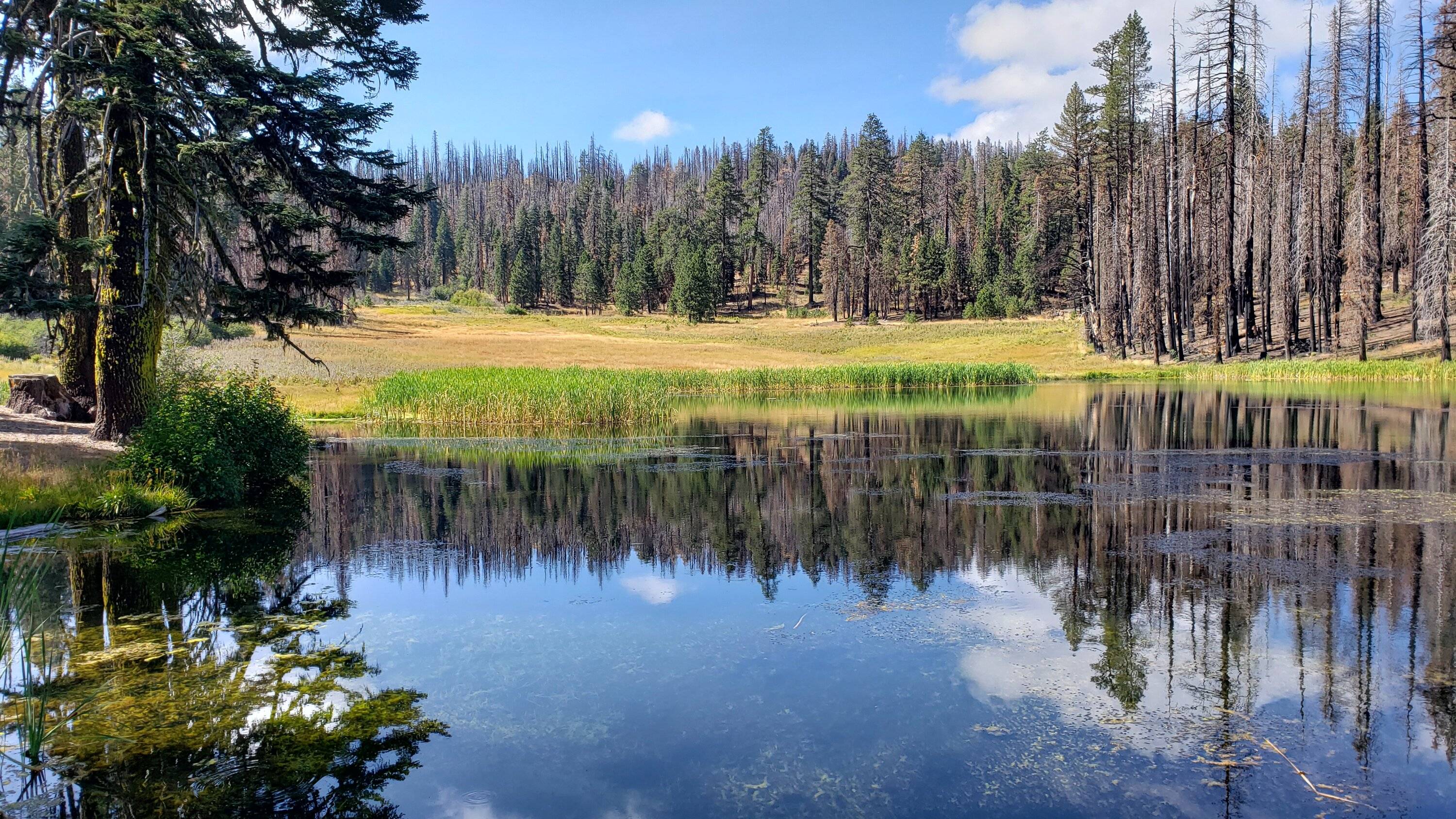 Plaskett Meadows.jpg