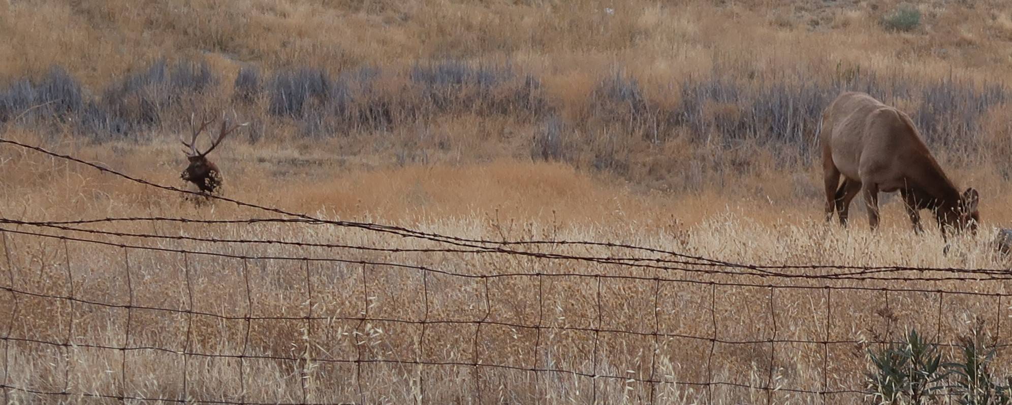 Elk along Hwy 20.JPG