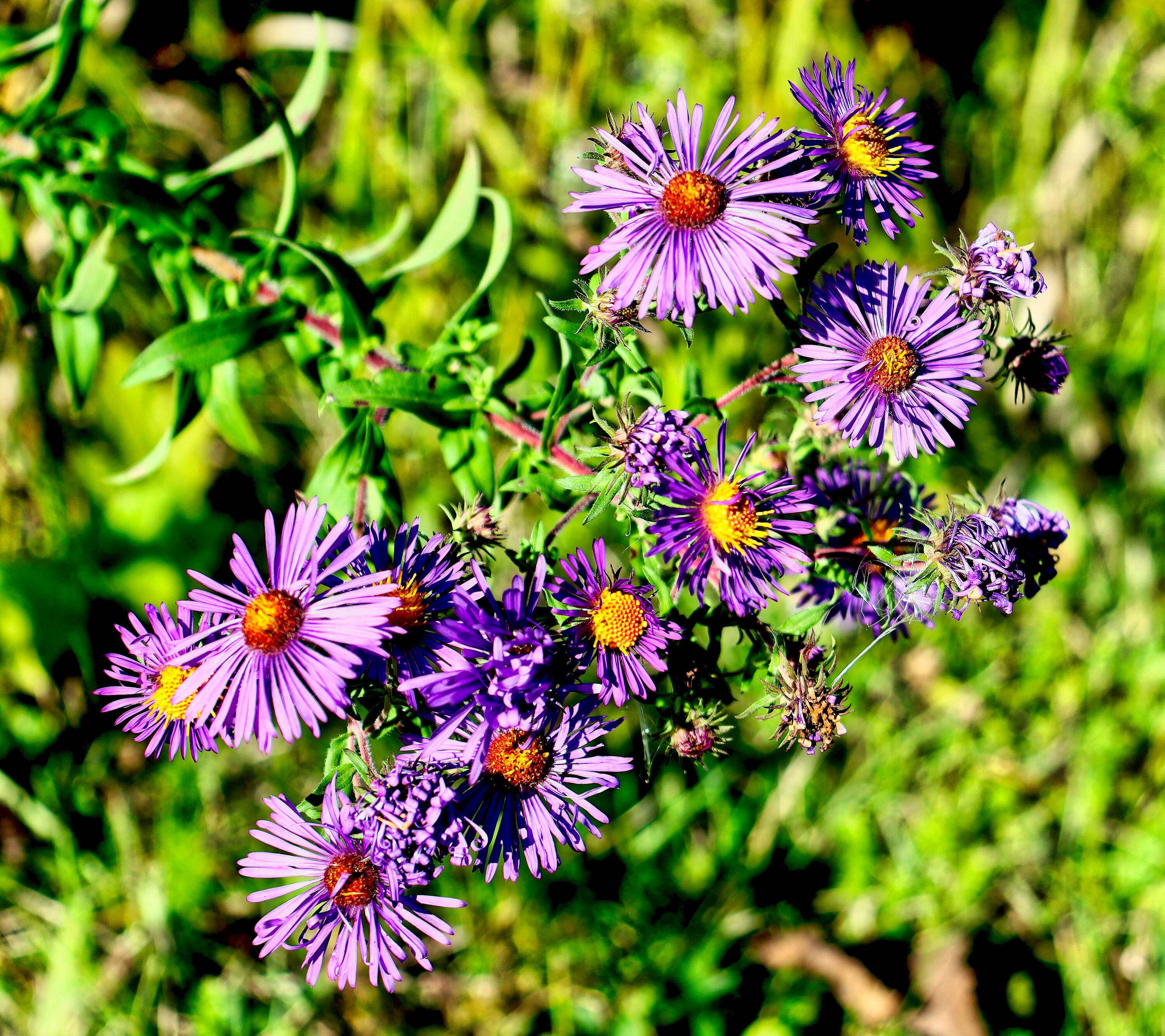 fall flowers 9.15.22a (1).jpg