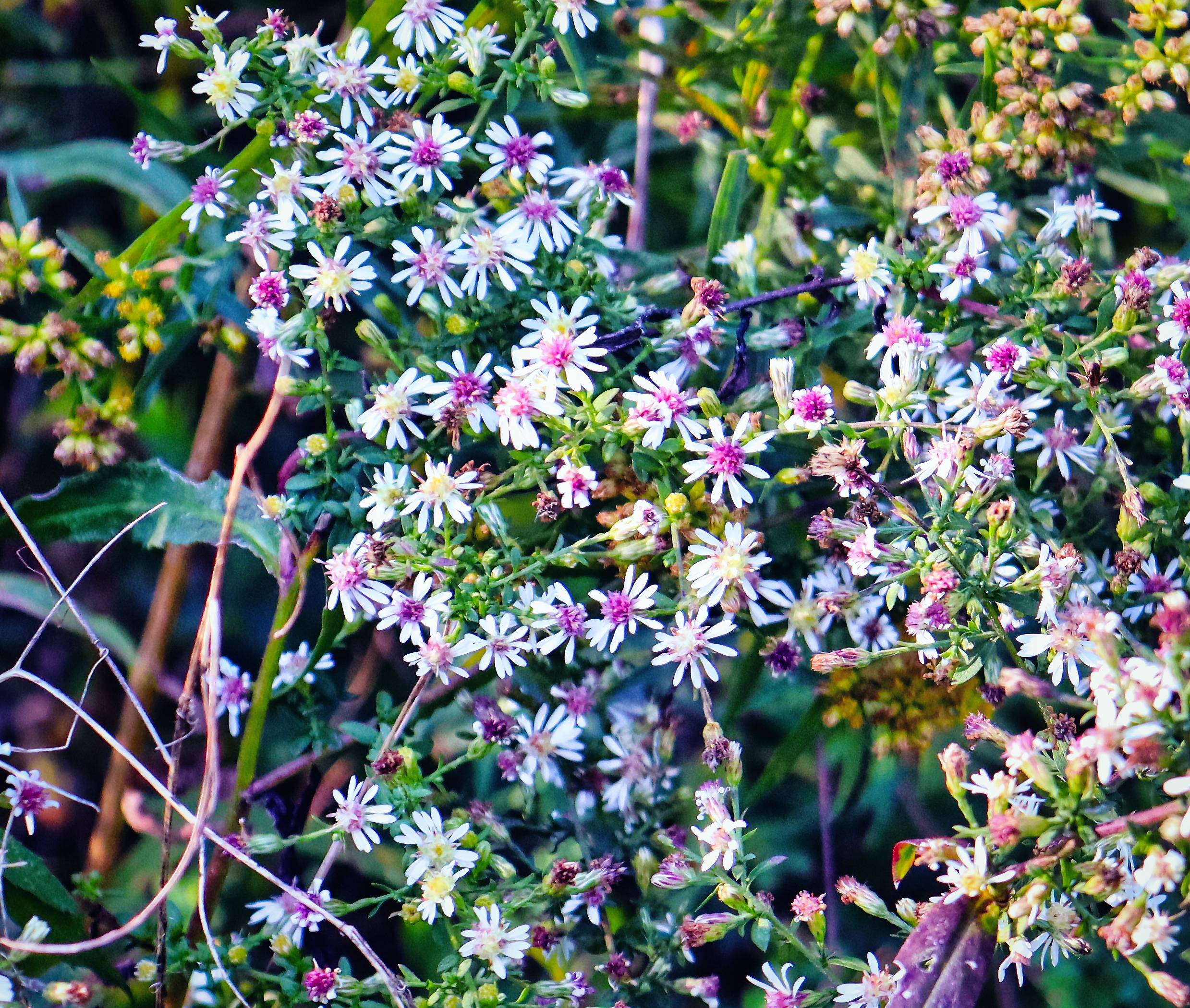 fall flowers 9.15.22c (1).jpg