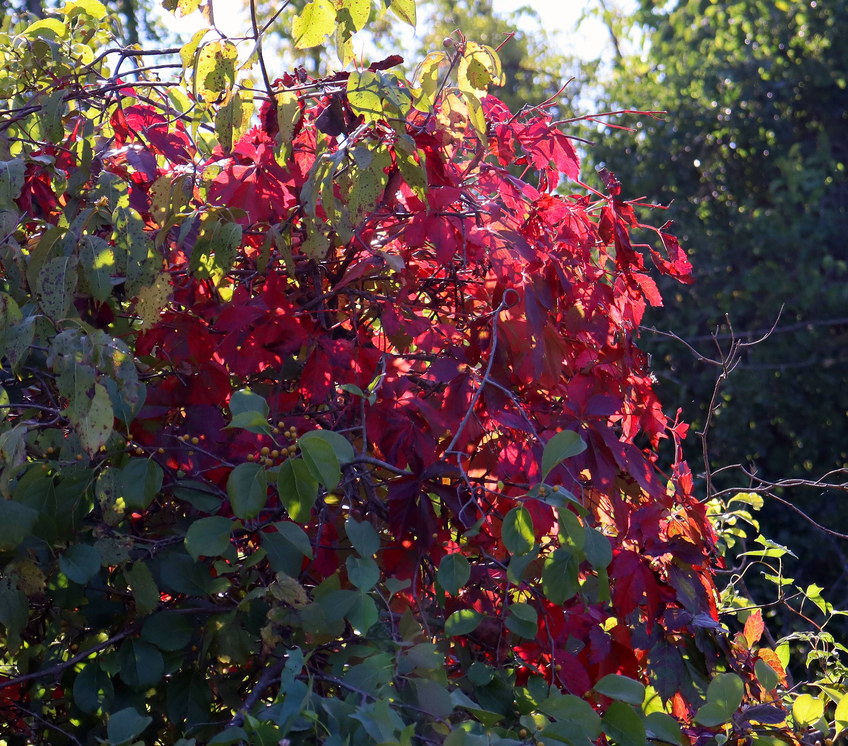 fall flowers 9.15.22d.jpg