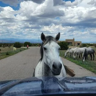 Horse Ranger.webp