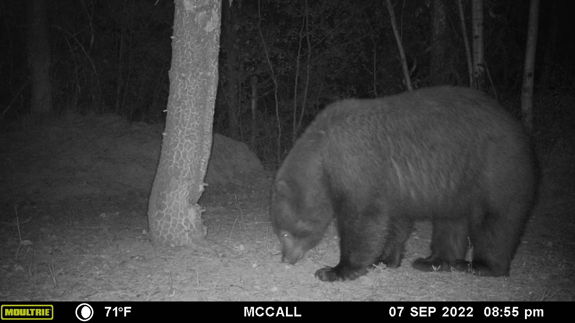 Bear 090722 2.webp