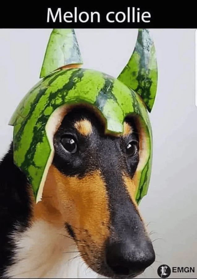 melon collie.webp