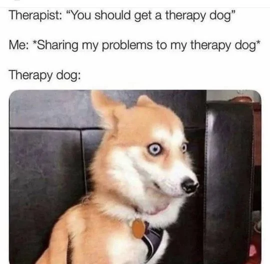 f9d04a41Therapy DogM6.webp