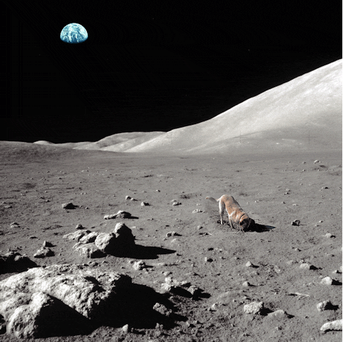 87278462.gif