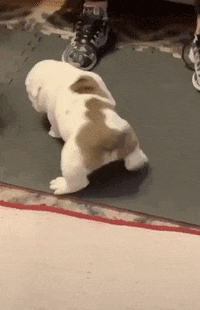 1664678623127.gif