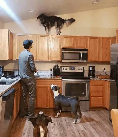 Chasingthecat.webp