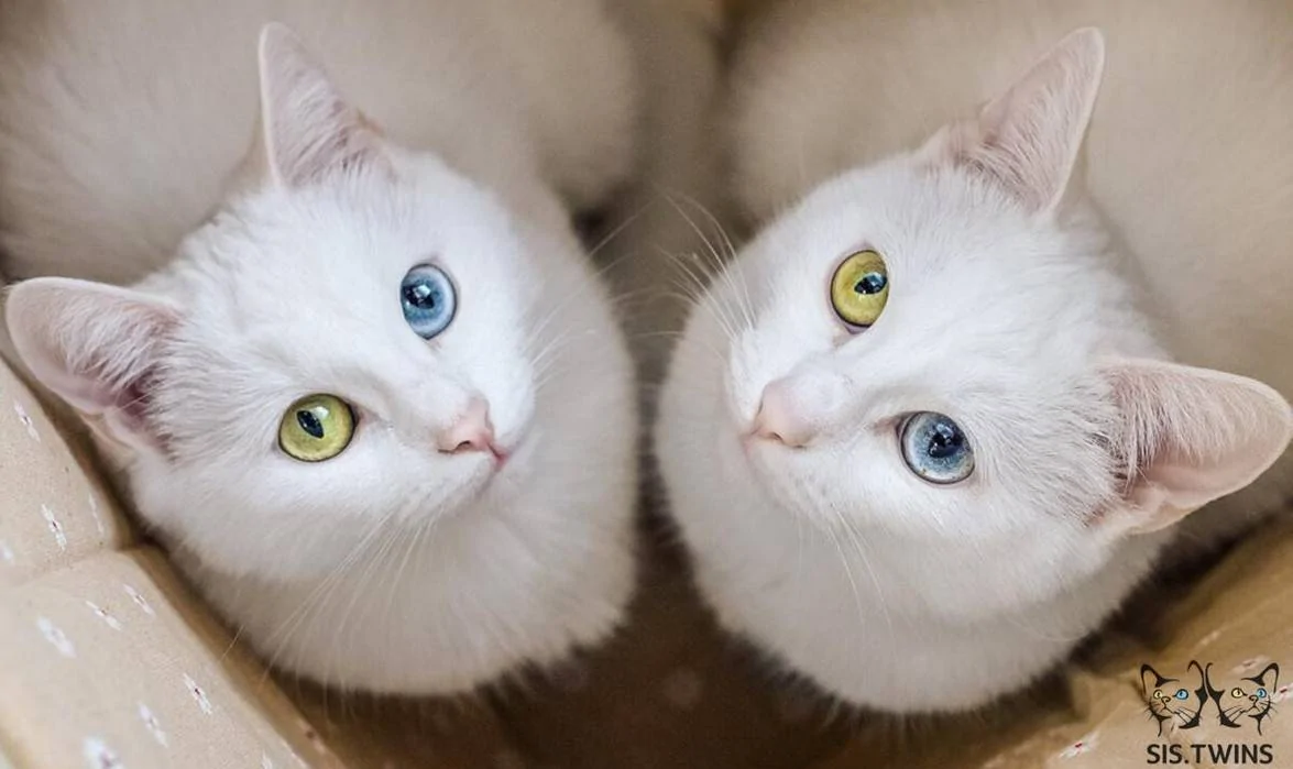 Russian Twins.jpg