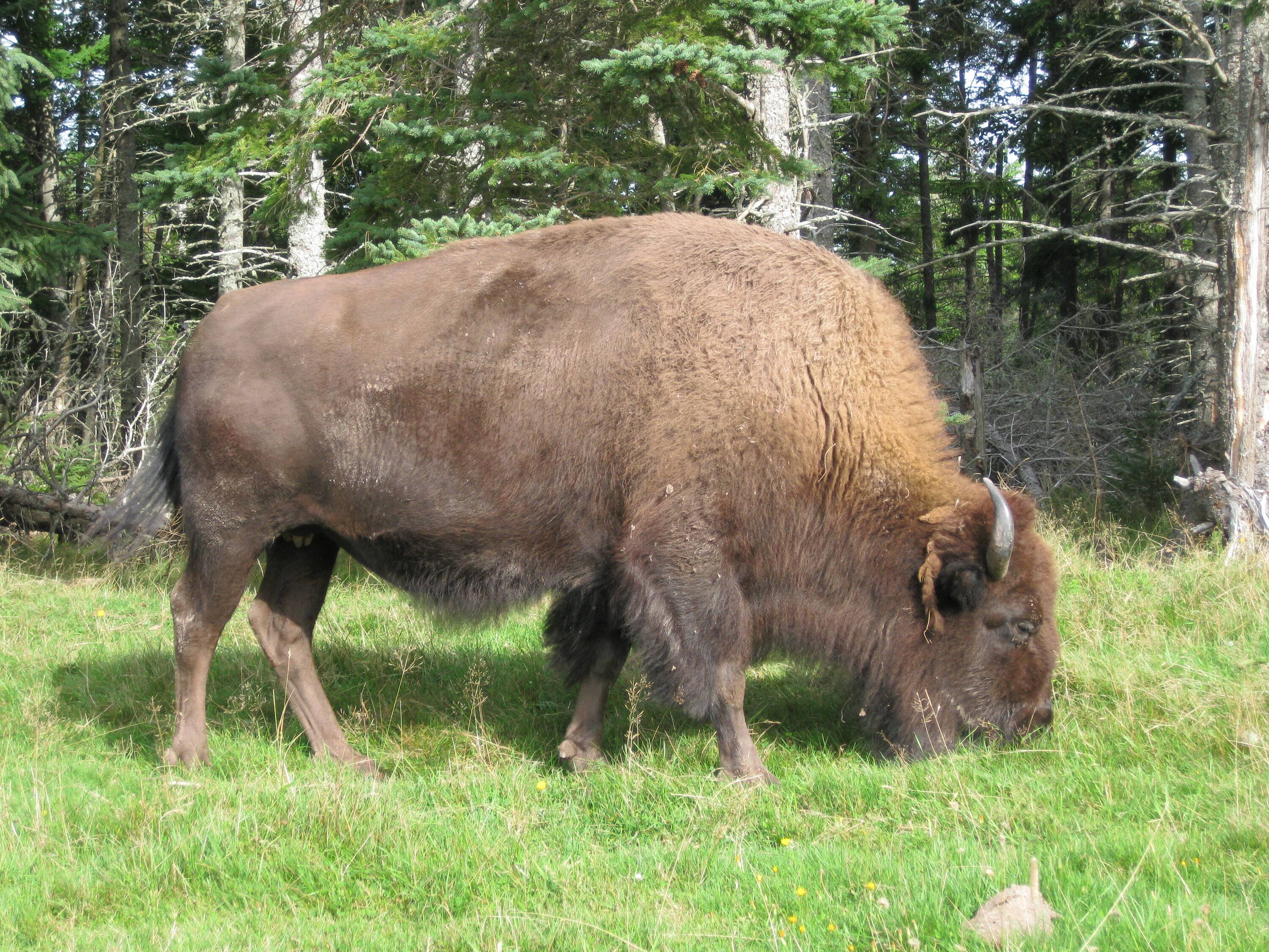 2012 PEI Buffalo Land Provincial Park 005.jpg