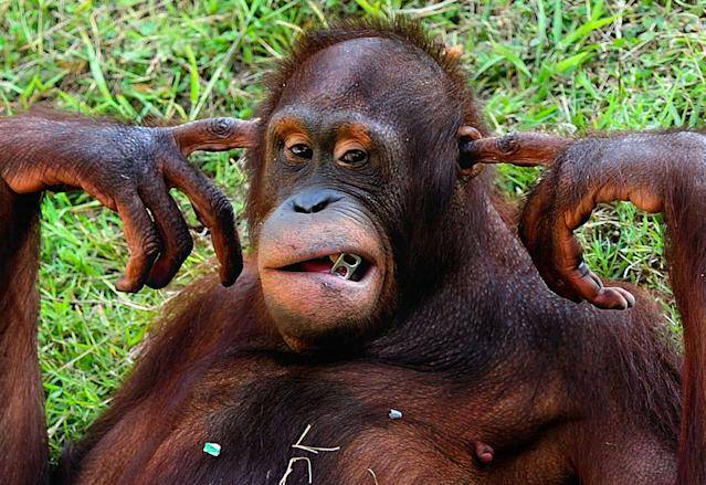 ORANGUTAN-03122012-jpg_122333.jpg