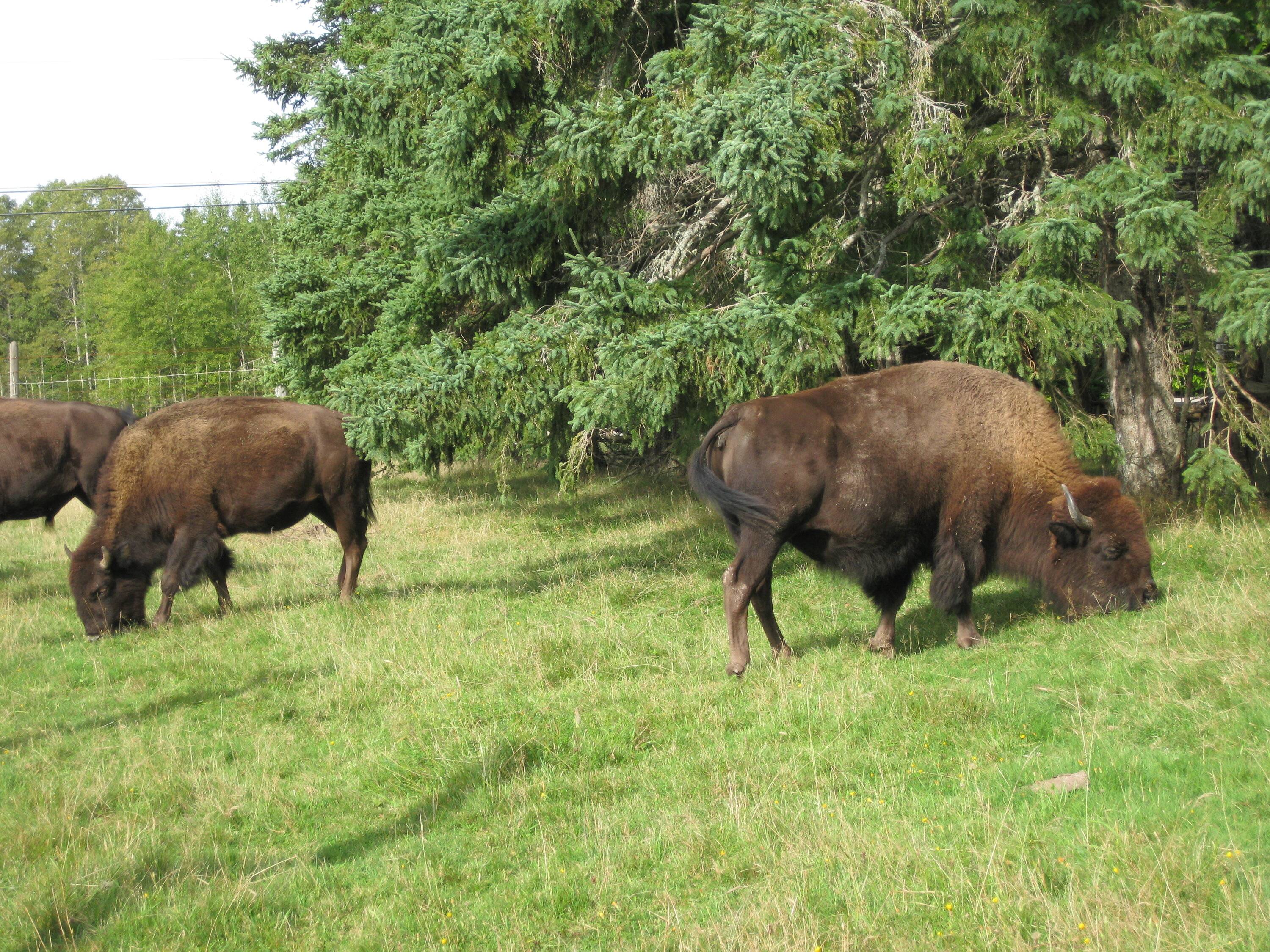 2012 PEI Buffalo Land Provincial Park 003.jpg