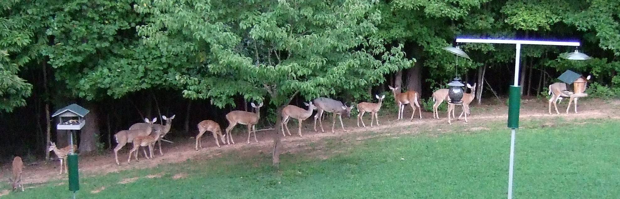 Typical evening in my backyard.jpg