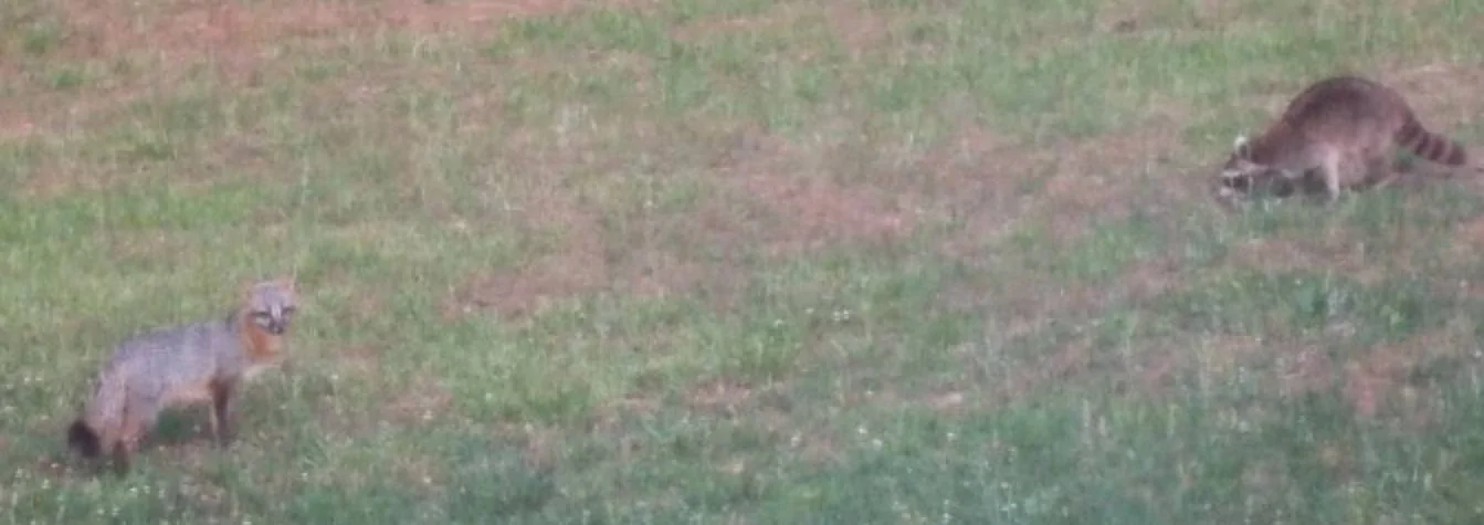 Fox and Raccoon .jpg