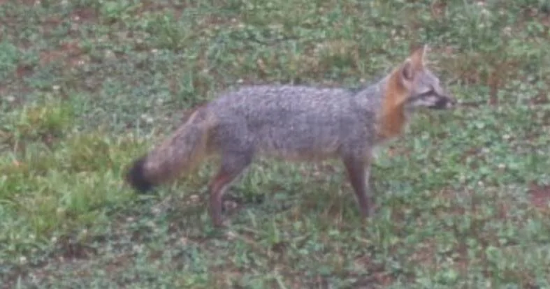 Fox.jpg