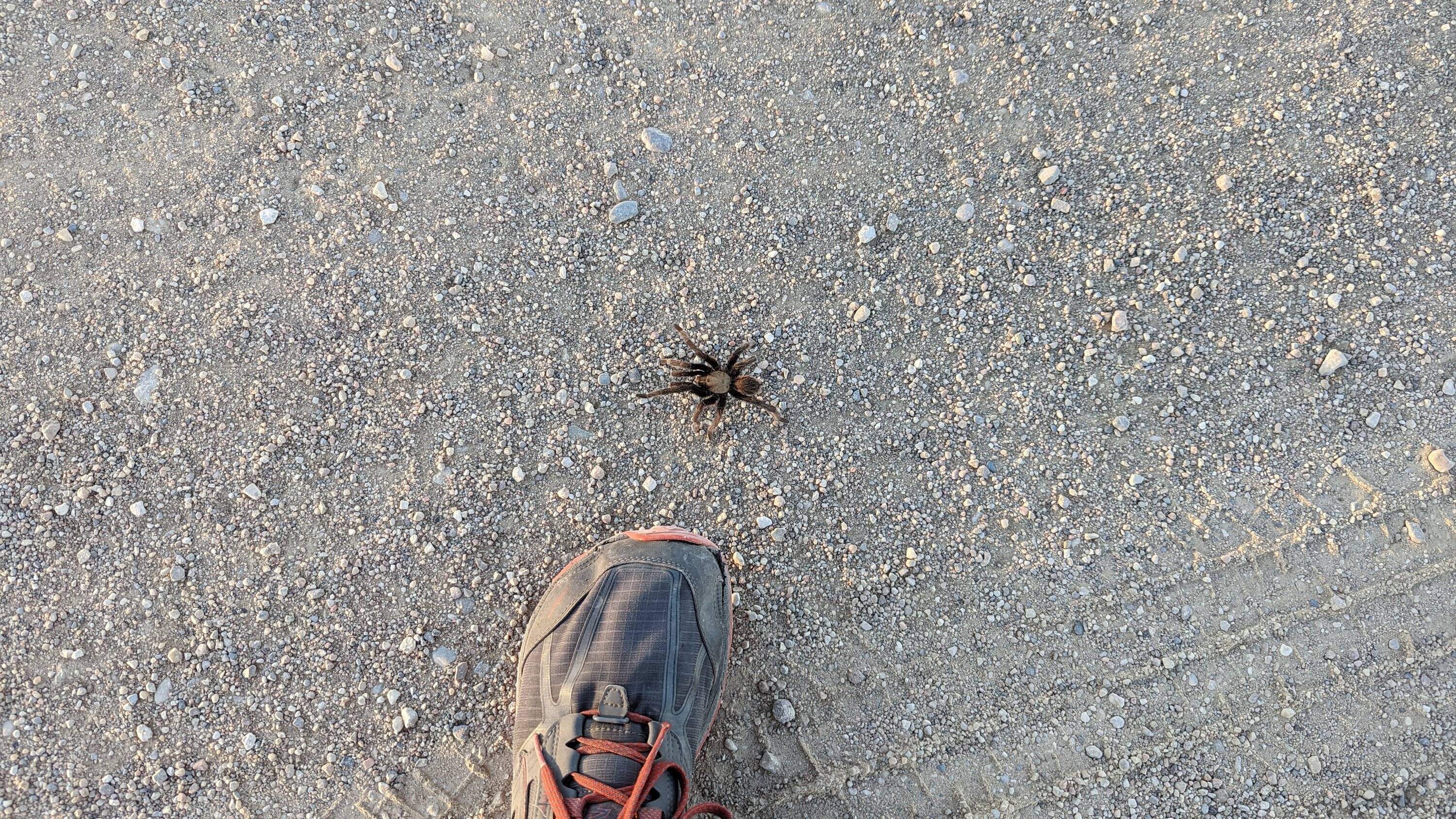 tarantula.jpg
