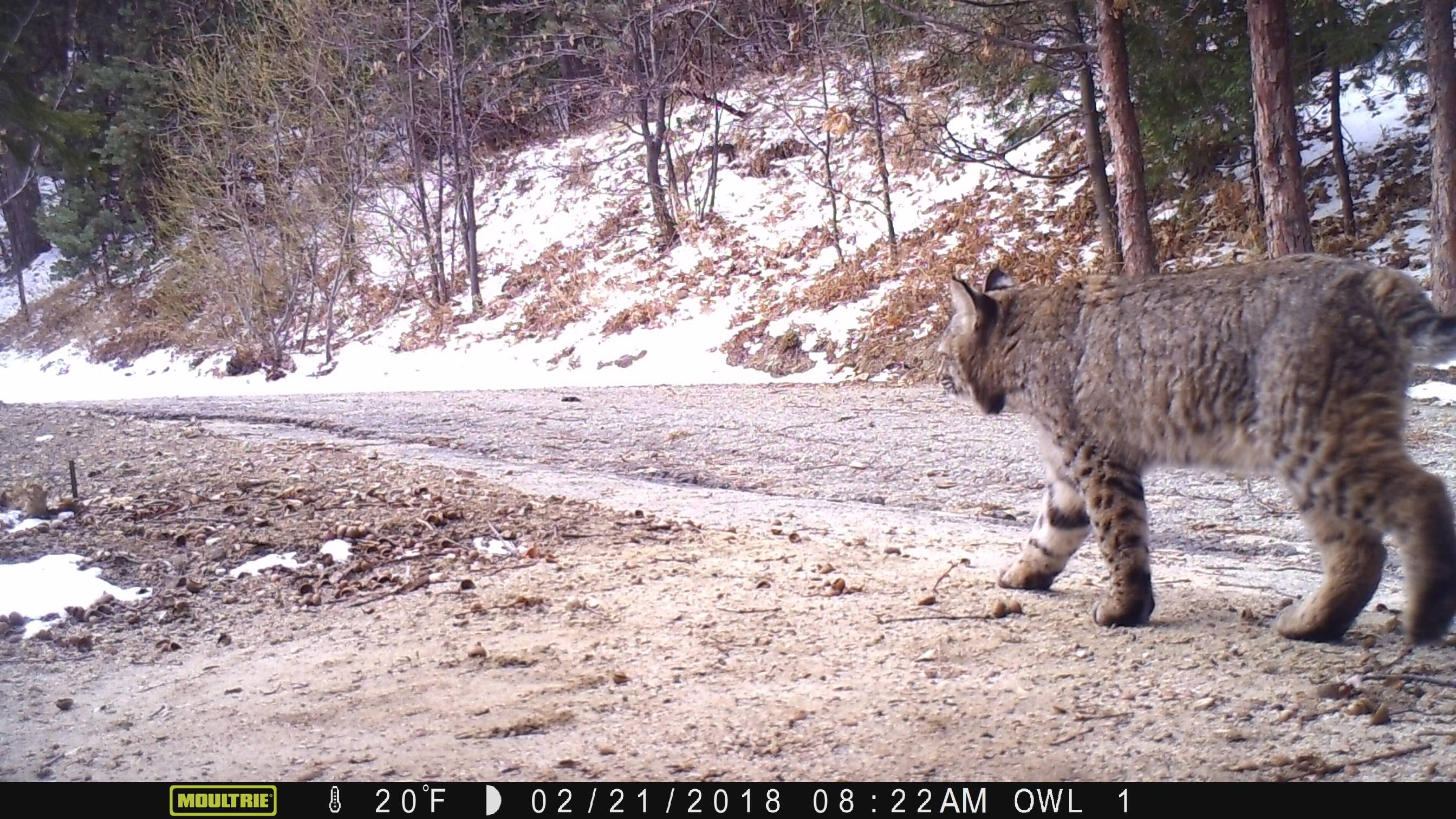 Bobcat 022118.JPG