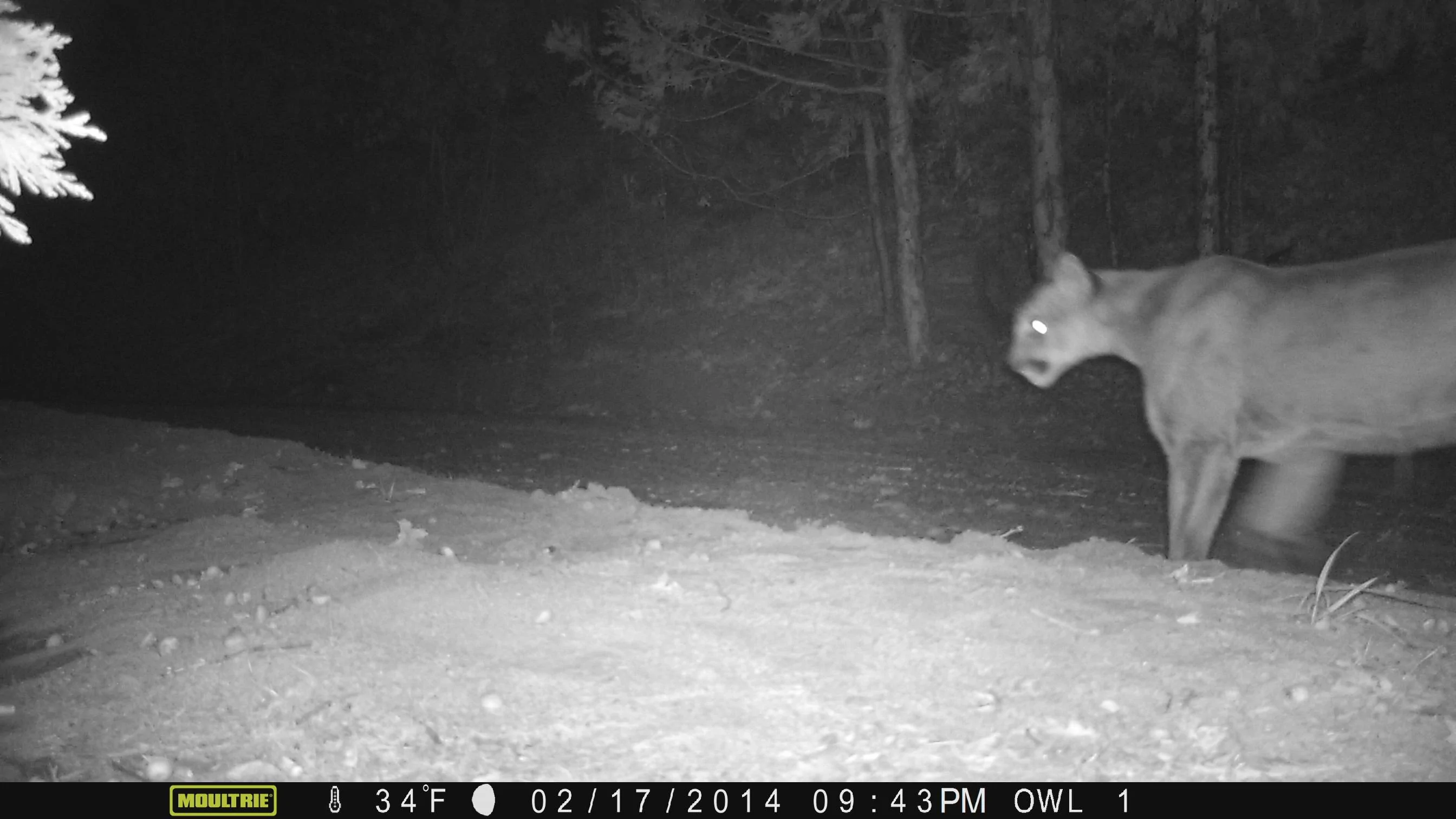 Mountain Lion 021714 3.JPG