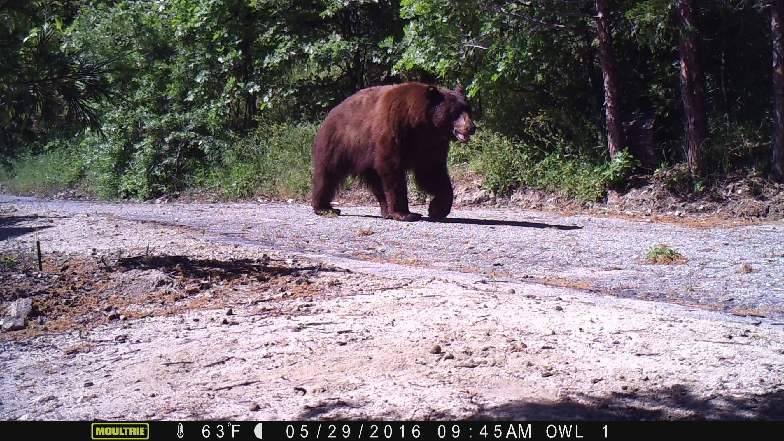 Bear 052916.JPG