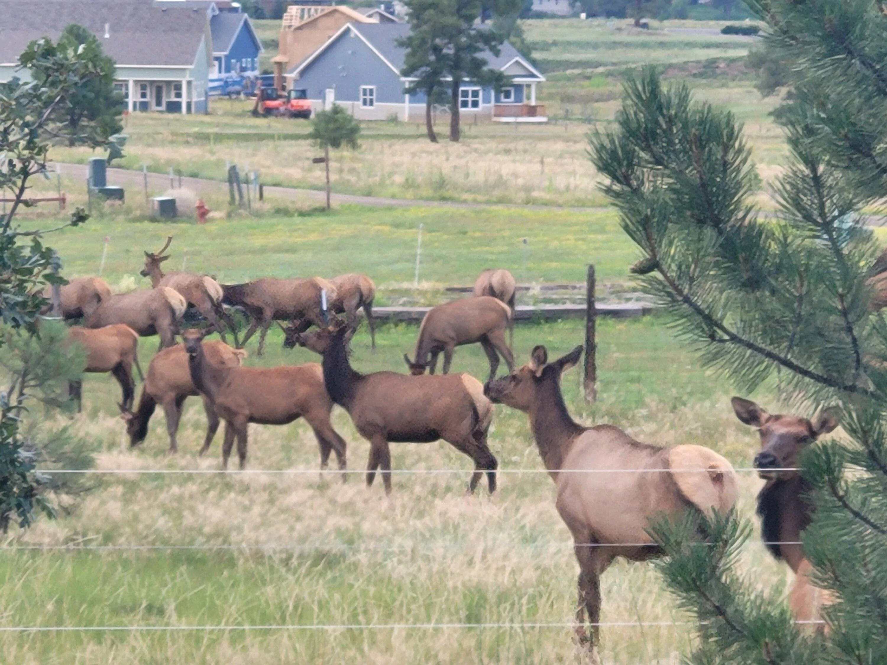 elk.webp