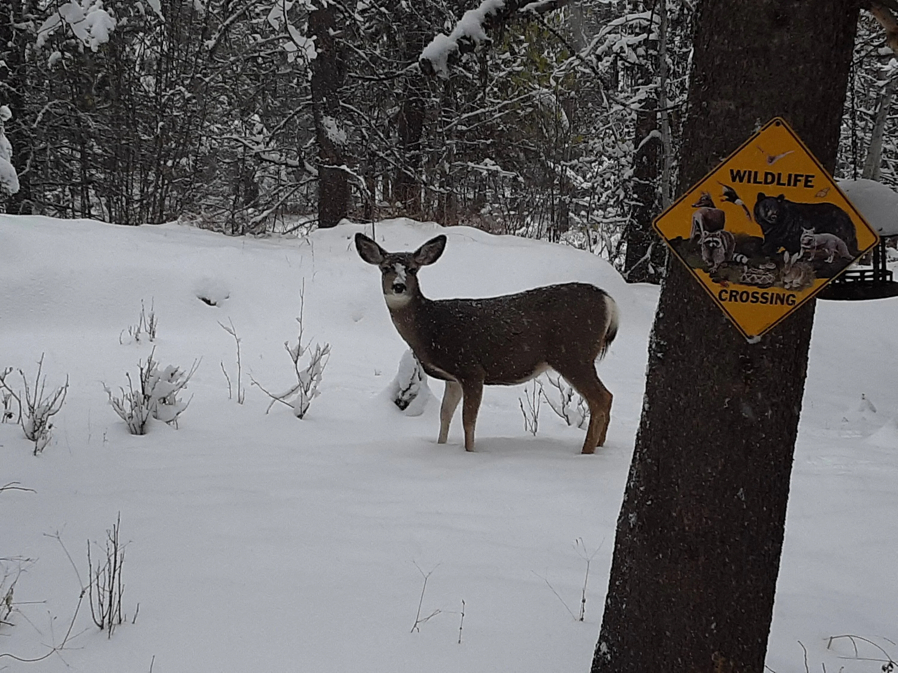 deer 110422.webp