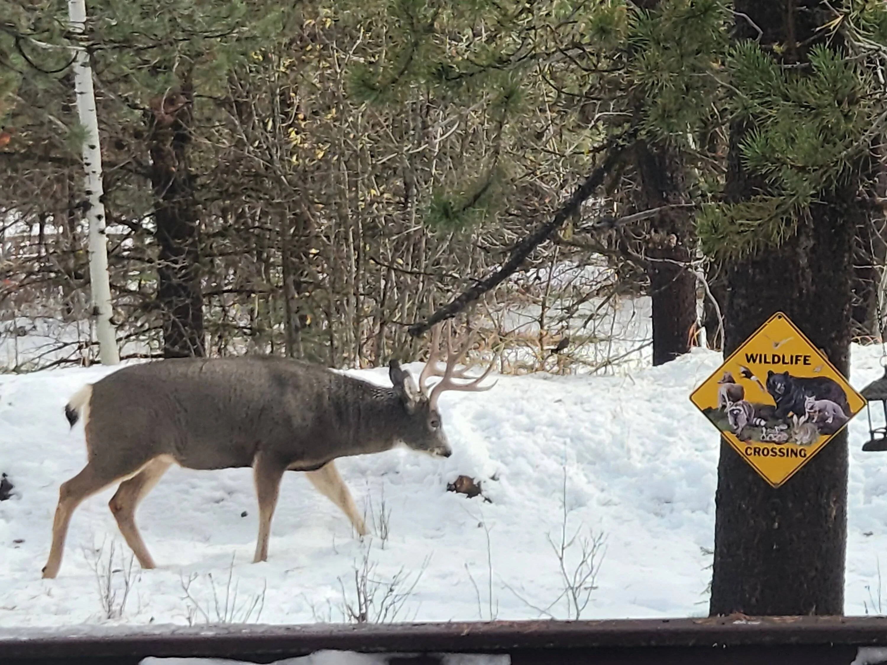 buck 110522 2.webp