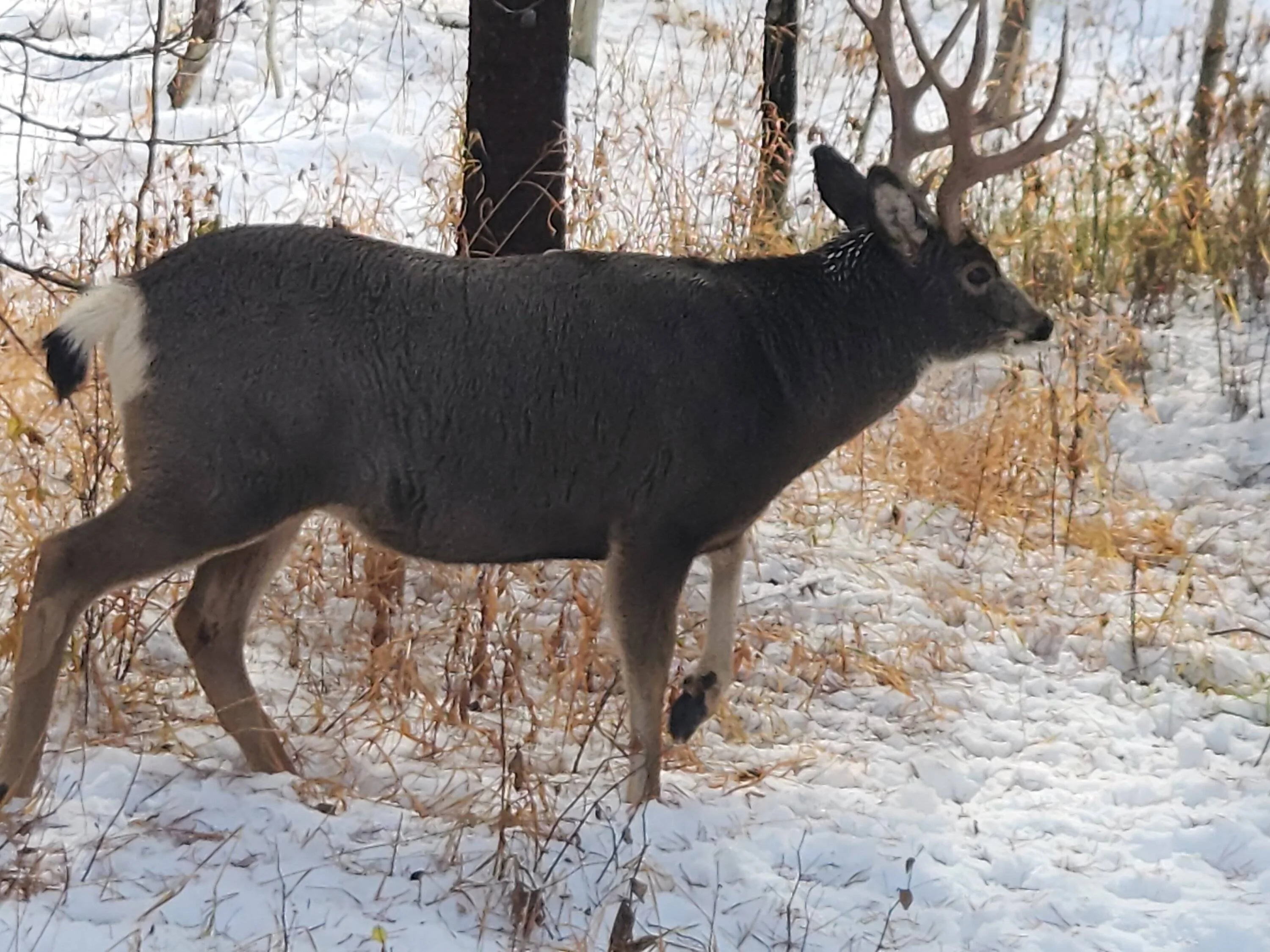 buck 110522.webp