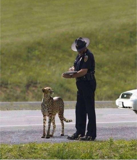 Cheeta.jpg