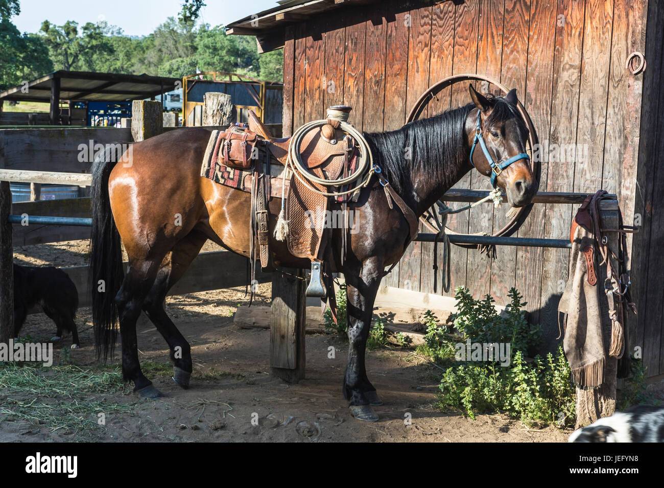 western-horse-tied-at-hitching-post-at-barn-on-ranch-JEFYN8.jpg