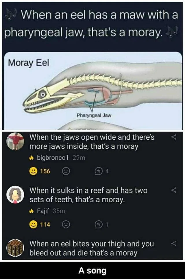 Moray.webp