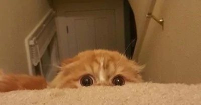hiding couch.webp