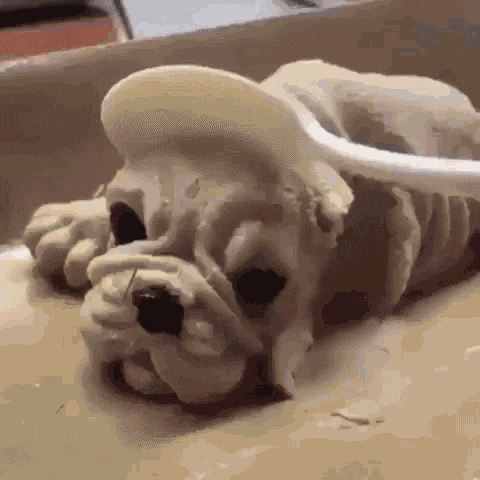 funny-animals-lol.gif