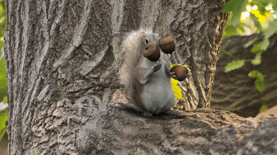 Squirrel Juggling Acorns.gif