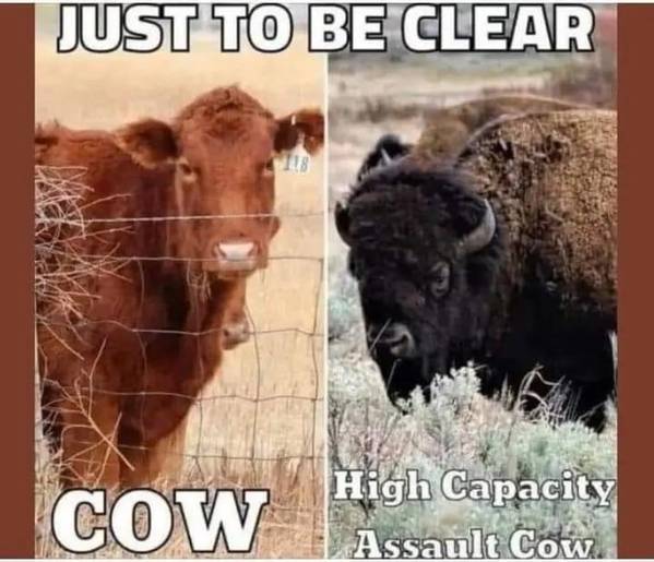 assault cow.jpeg