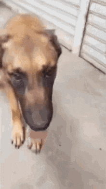 ashamed-dog.gif