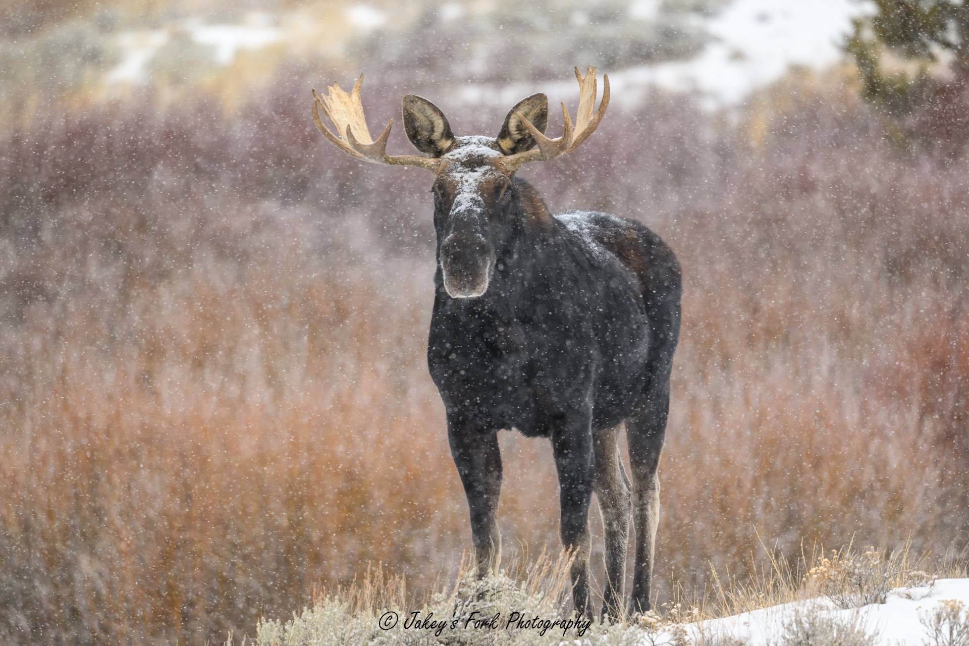 HC Bull Moose in the Snow 6 for BCG.jpg