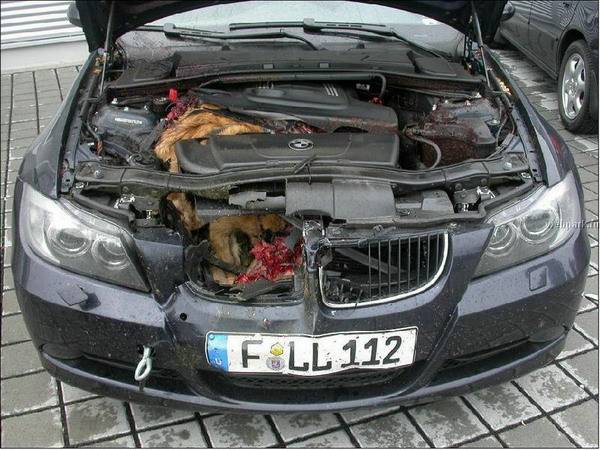 deer1.jpg