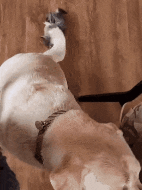 determined.gif