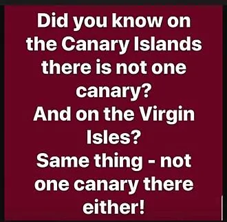canary.webp