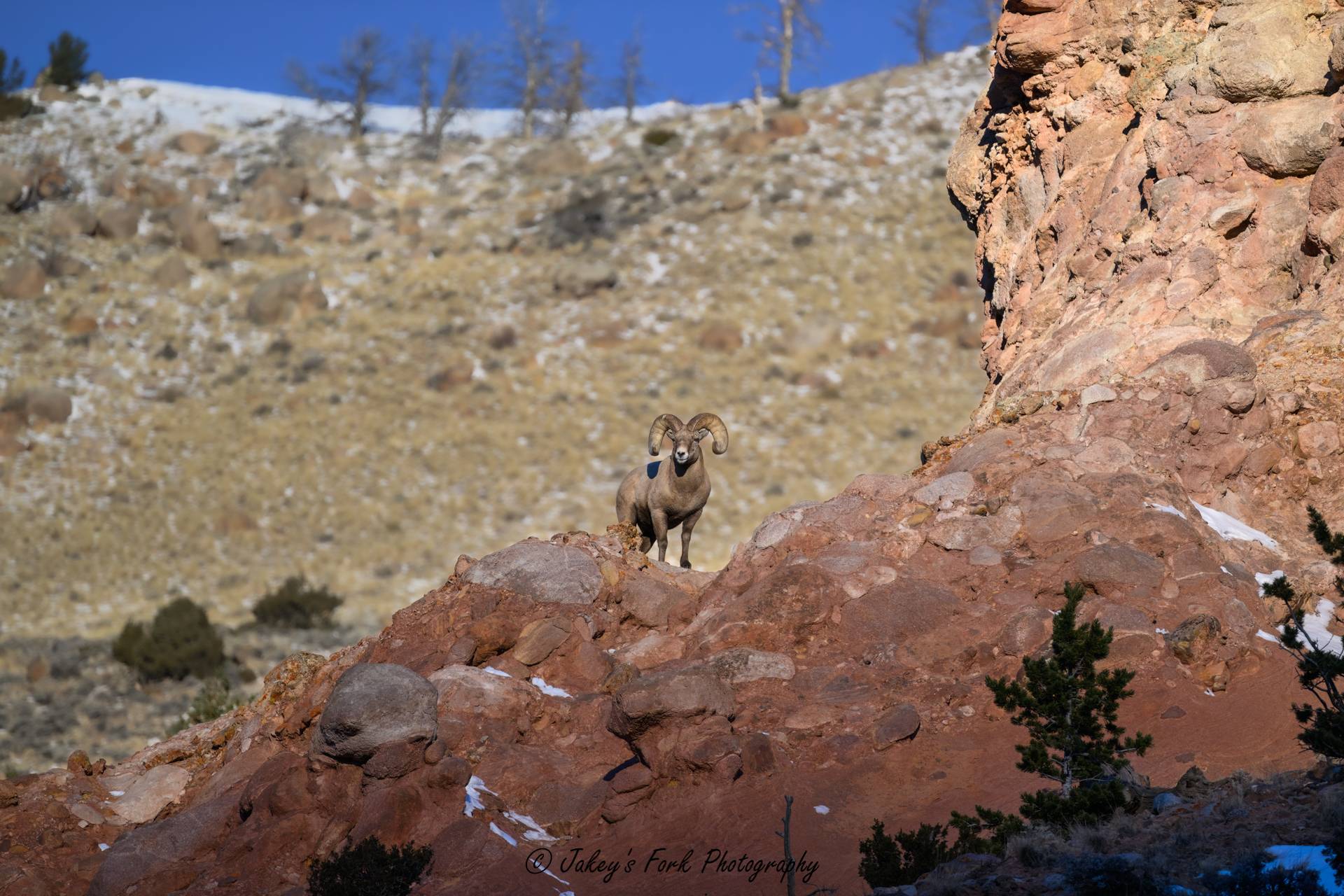 Ram High on a Cliff small.jpg