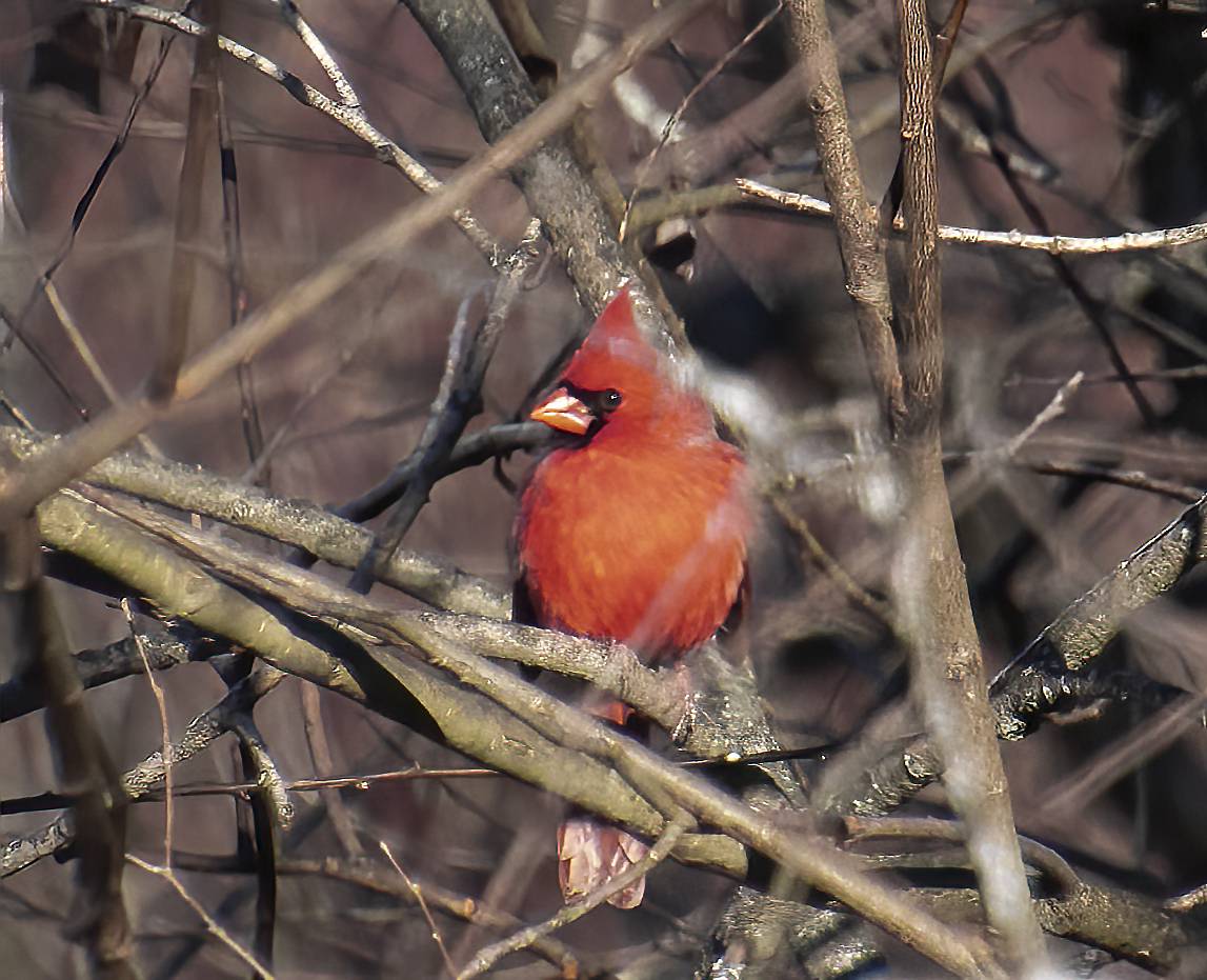cardinal 12.9.22.jpg