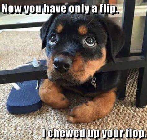 flop.jpg