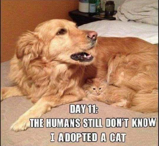 Adoptedcat.jpg