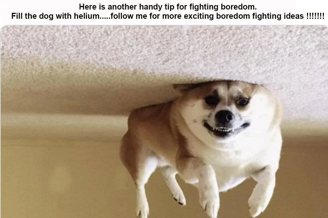dog with helium.webp