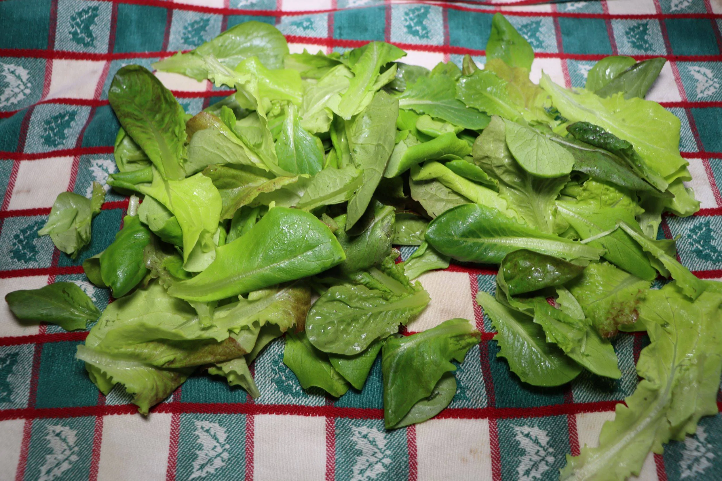 IMG_3364small.webp
