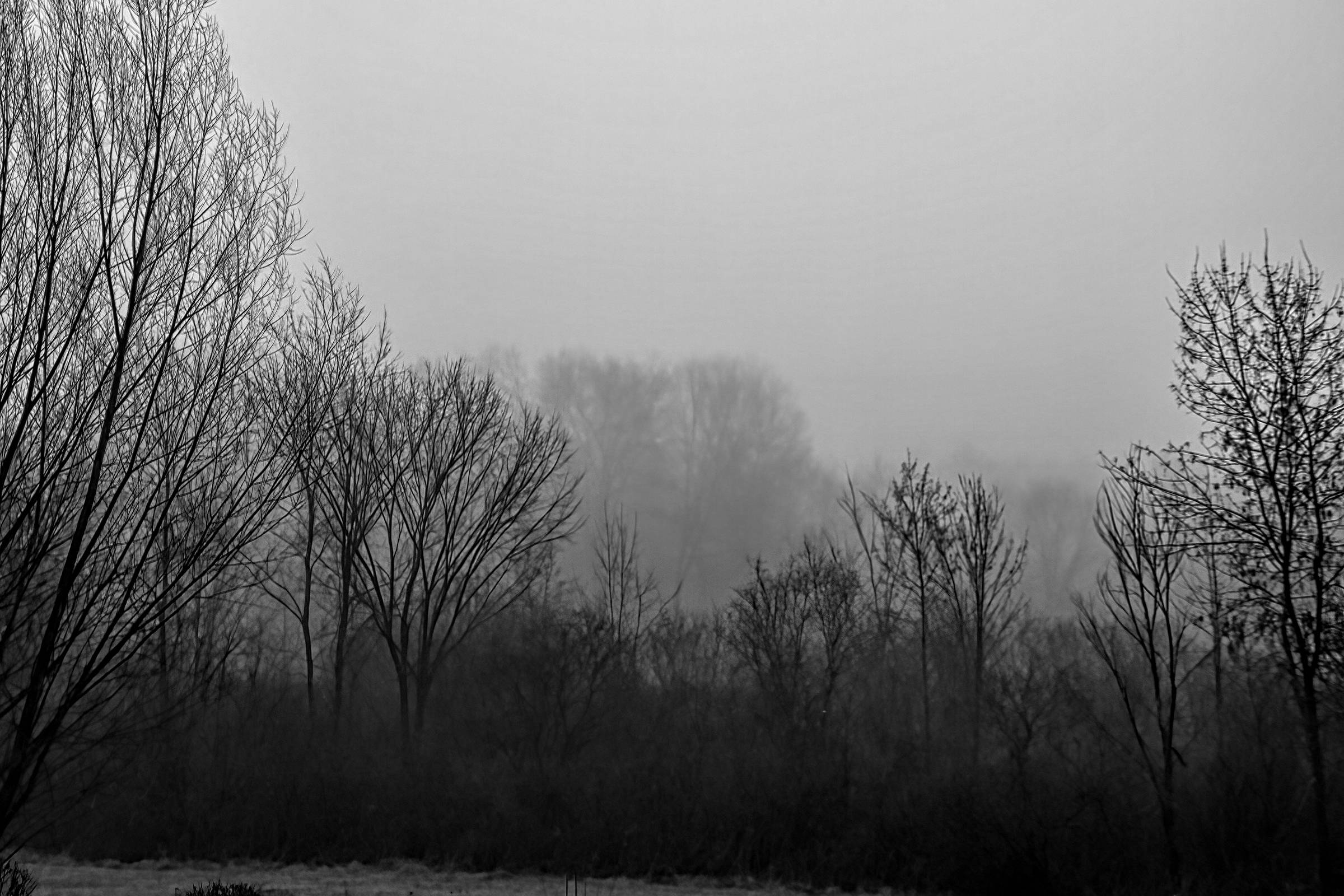 fog 01.05.23.jpg